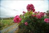 0247-Irland August-2018