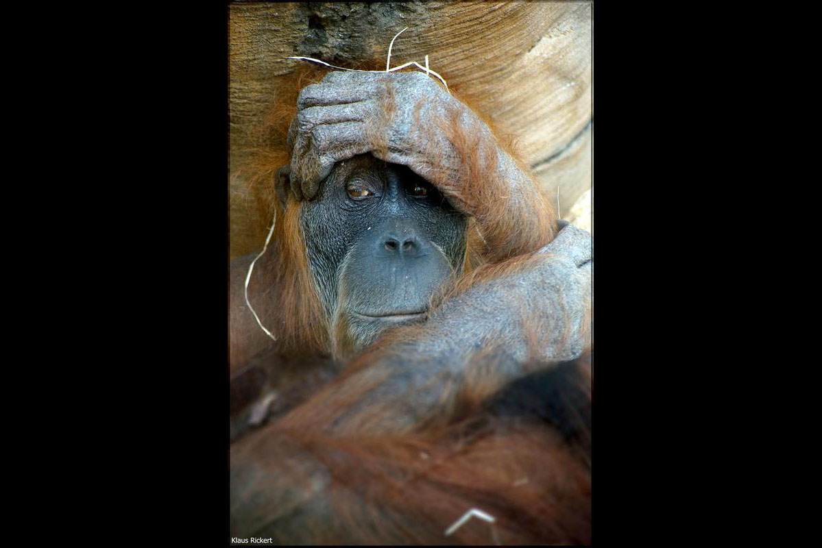 01 Orang Utan Portraits