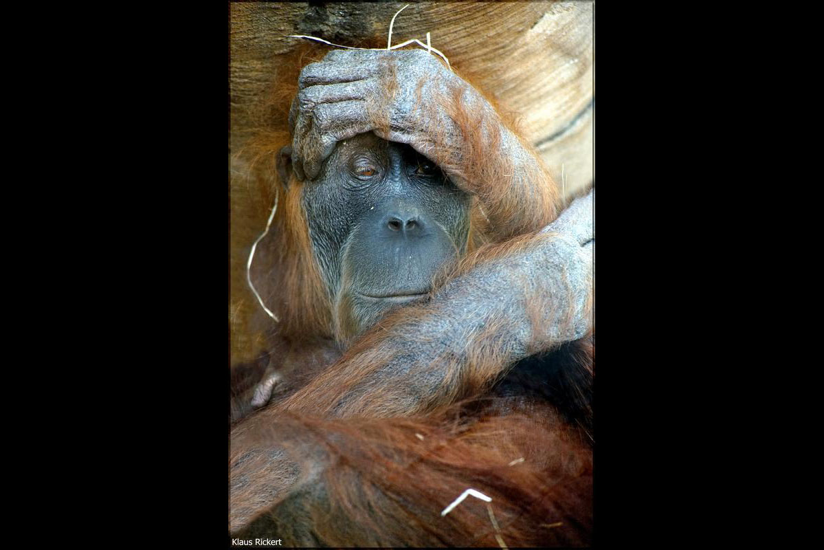 02 Orang Utan Portraits