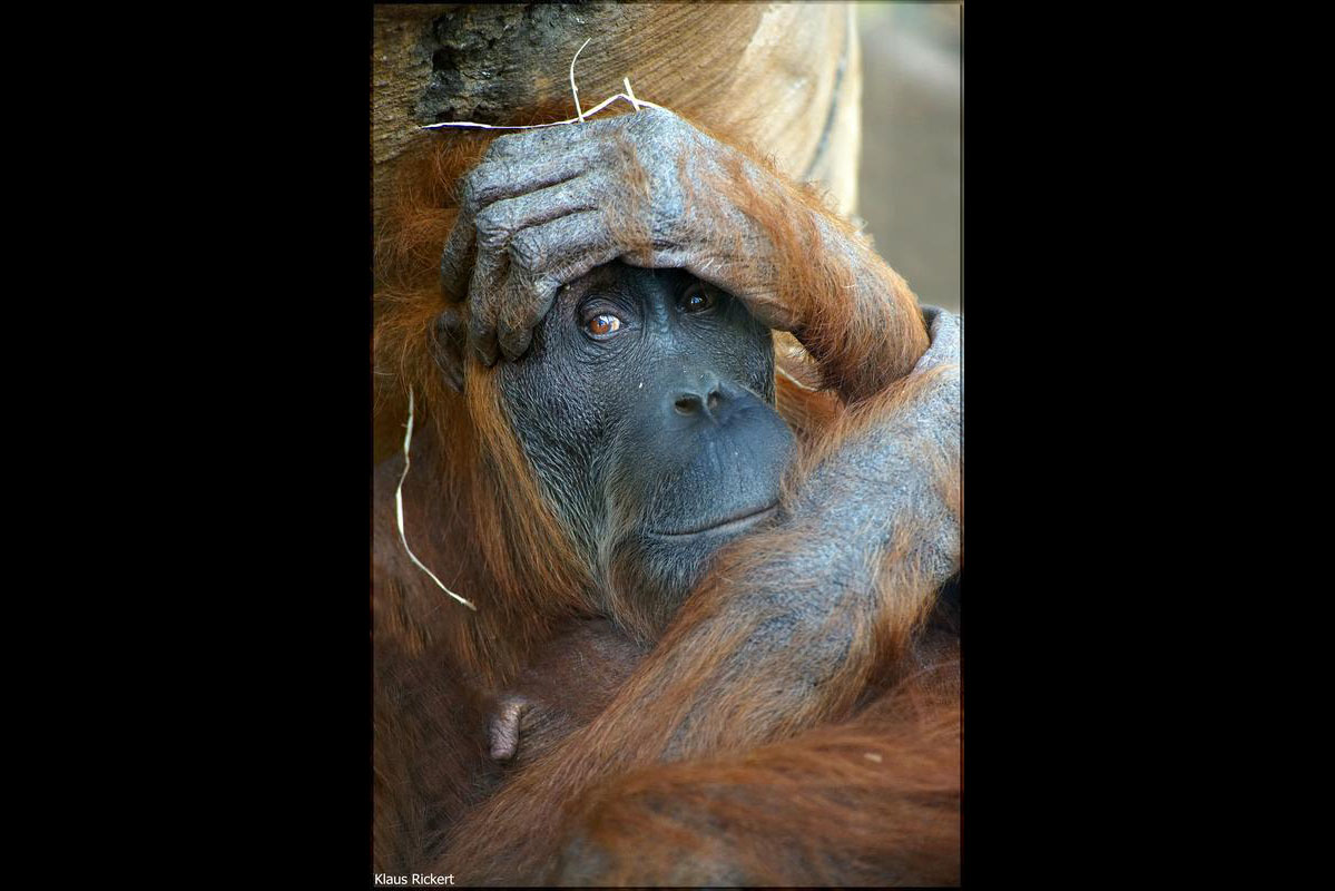 03 Orang Utan Portraits