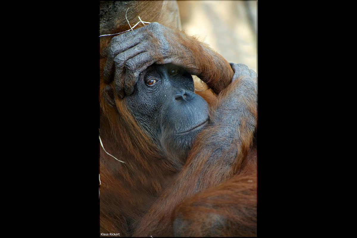 04 Orang Utan Portraits