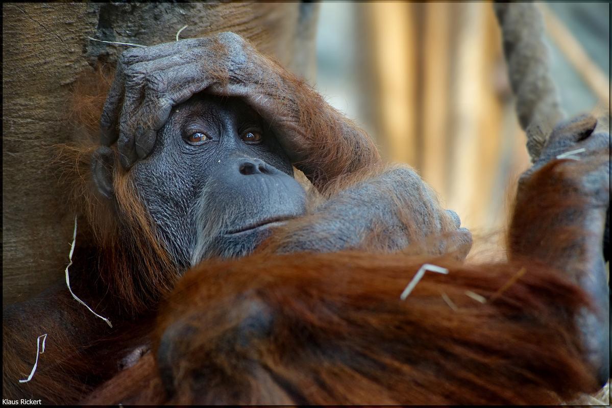 05 Orang Utan Portraits