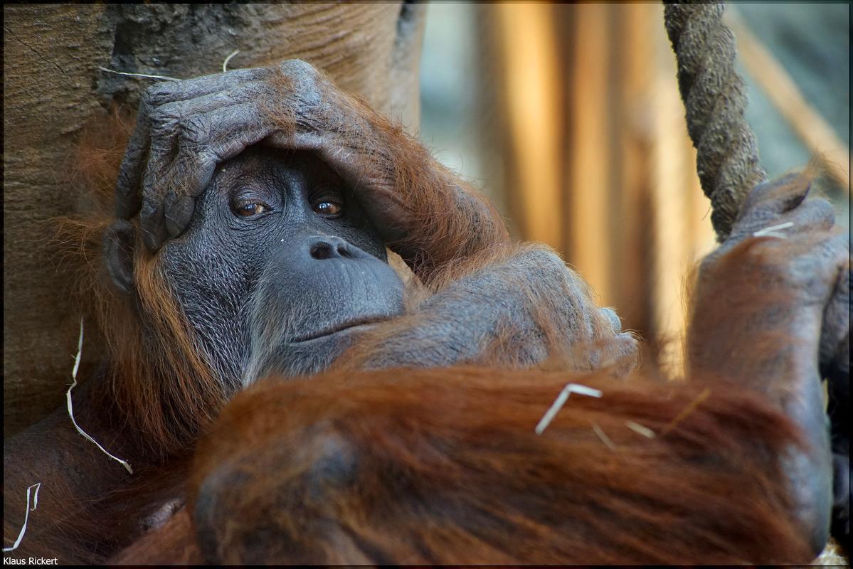 06 Orang Utan Portraits