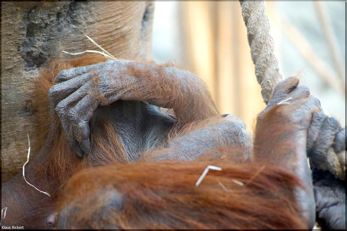 07 Orang Utan Portraits