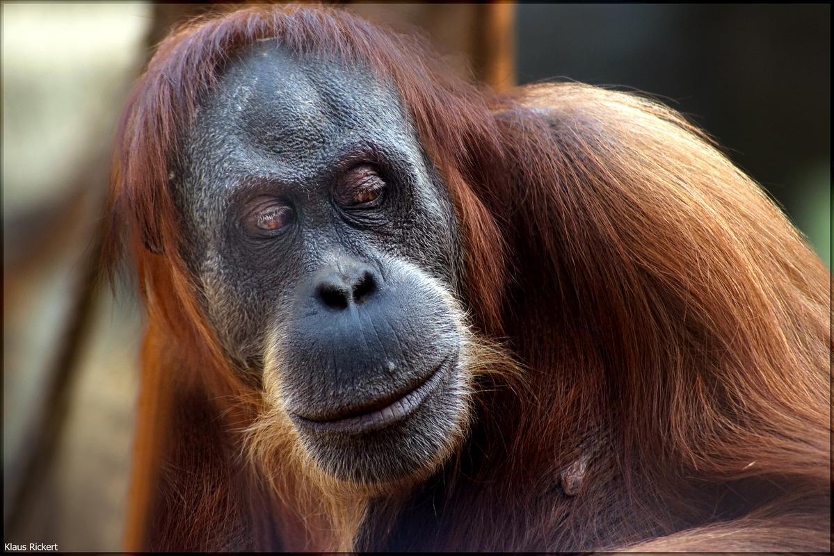 08 Orang Utan Portraits