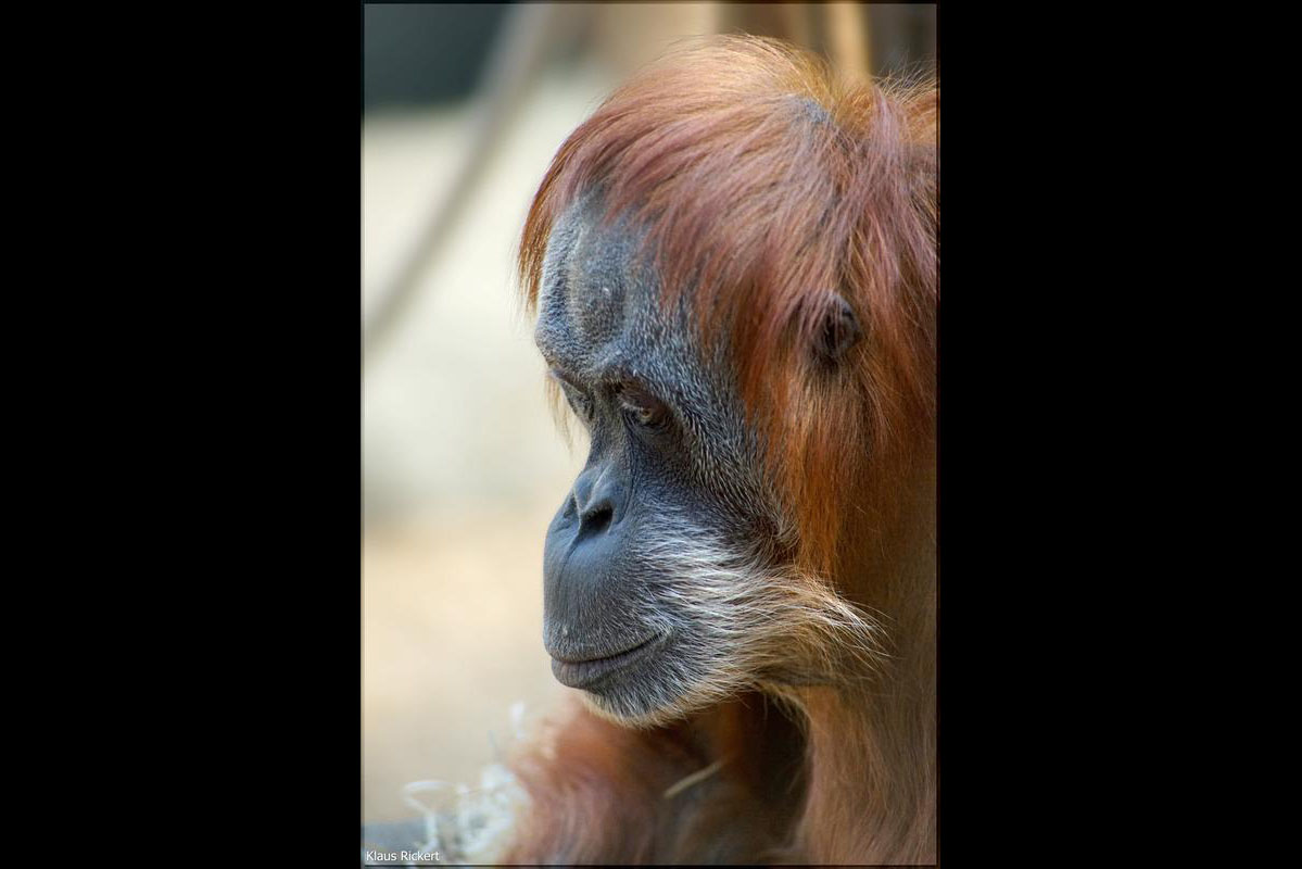 09 Orang Utan Portraits