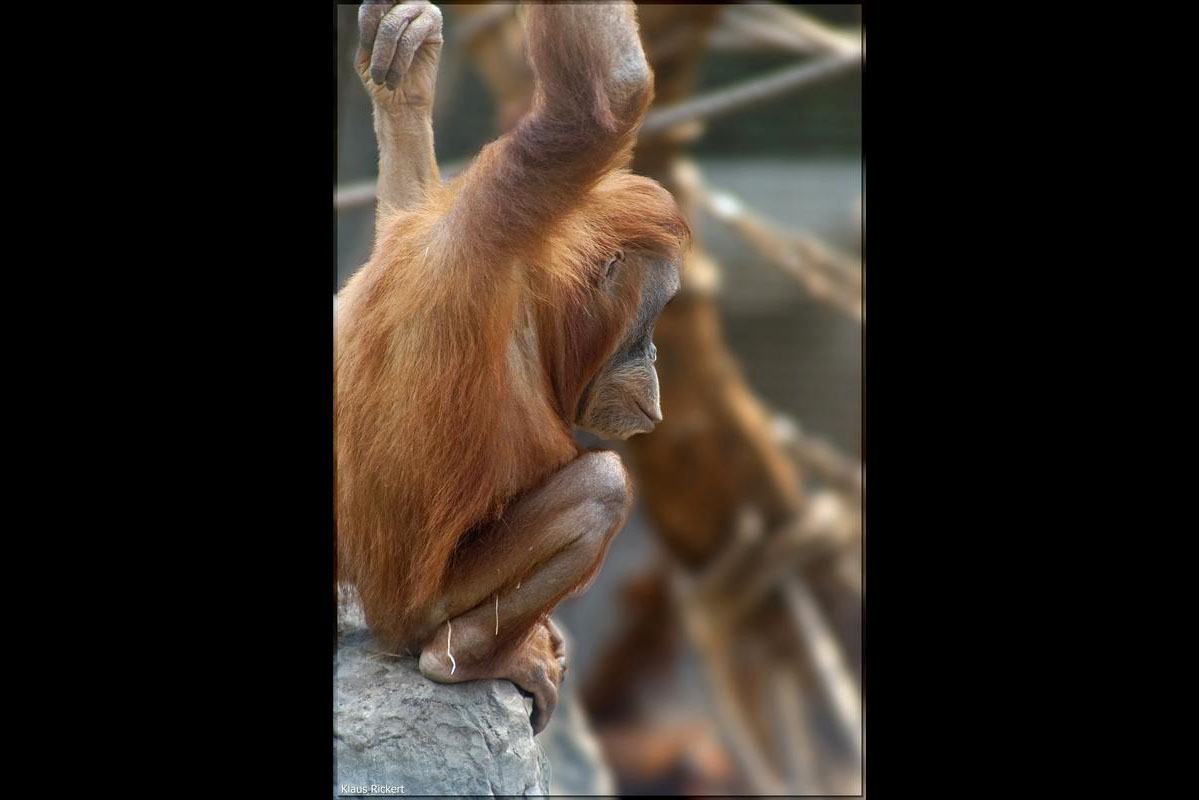 10 Orang Utan Portraits