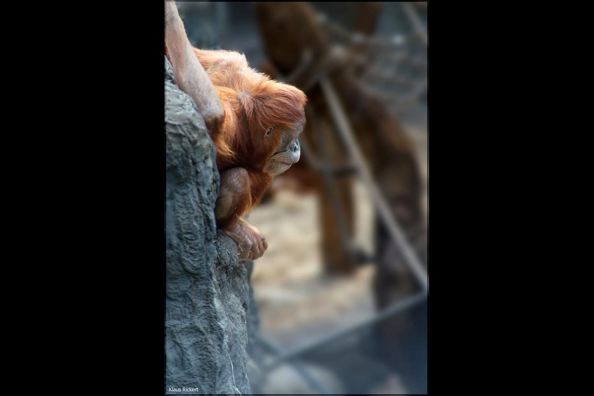 11 Orang Utan Portraits