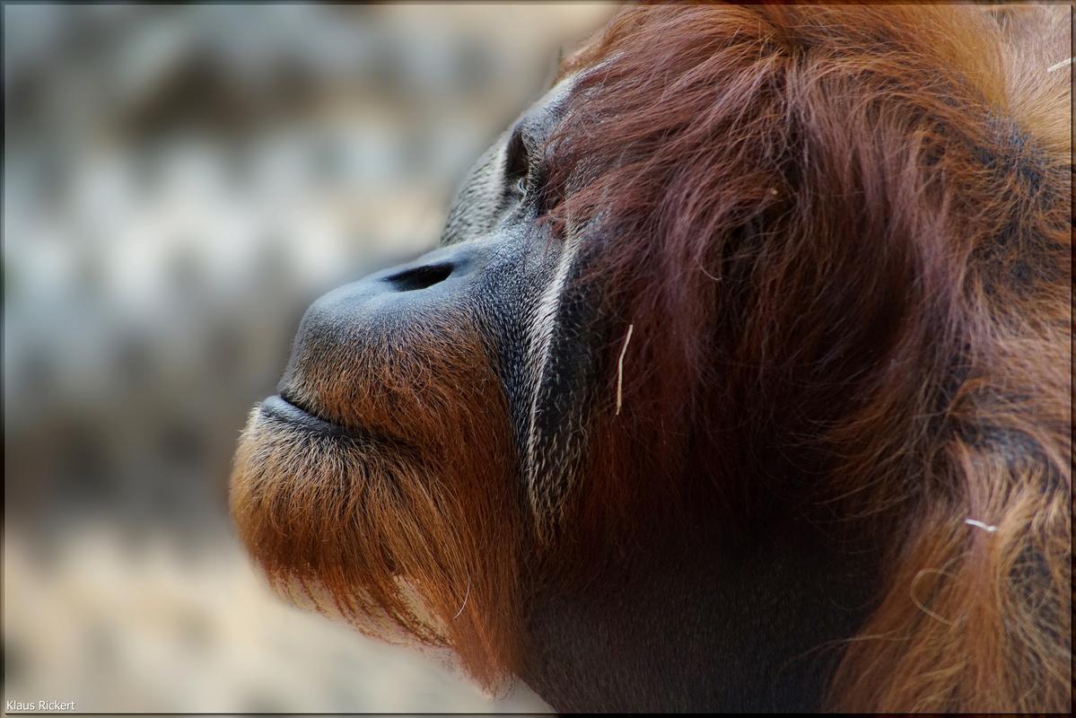 12 Orang Utan Portraits