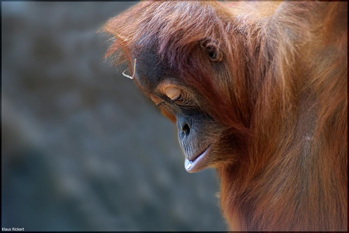 13 Orang Utan Portraits