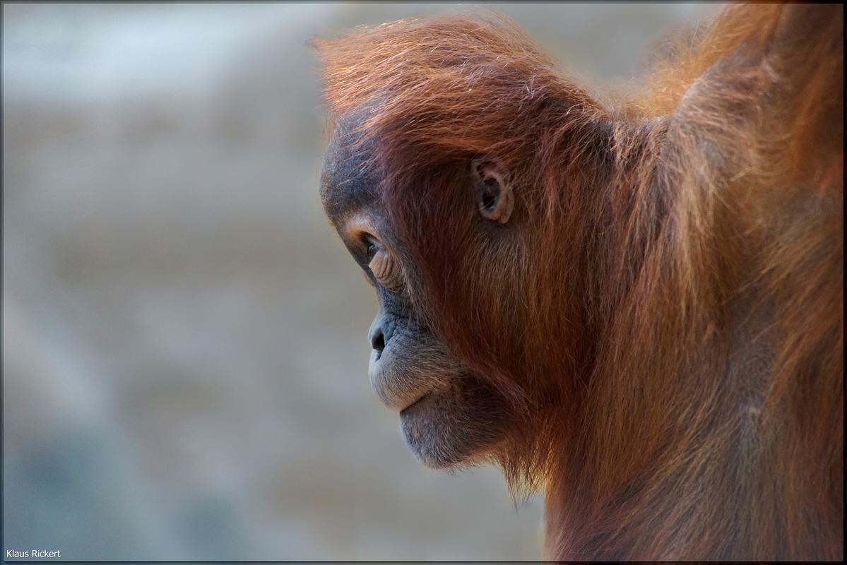 14 Orang Utan Portraits