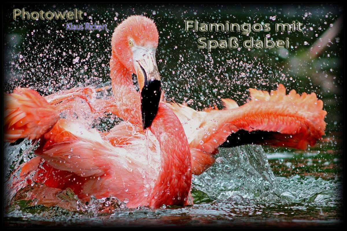 HG-Bild-Flamingos mit Spaß dabei